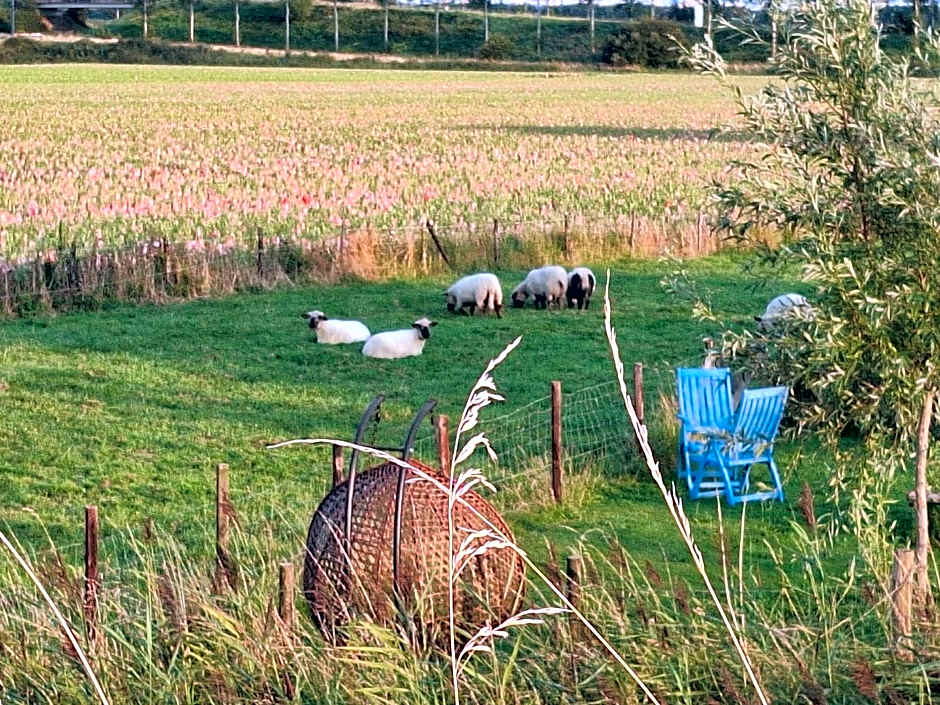B & B 'Droom in de polder de Suite met prive sauna