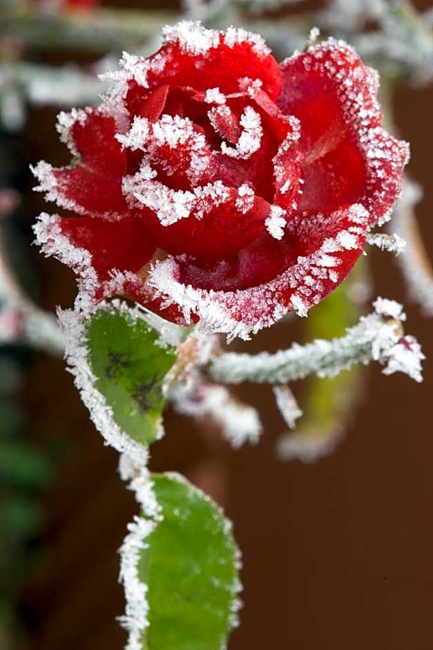 Hotel Residence La Rosa