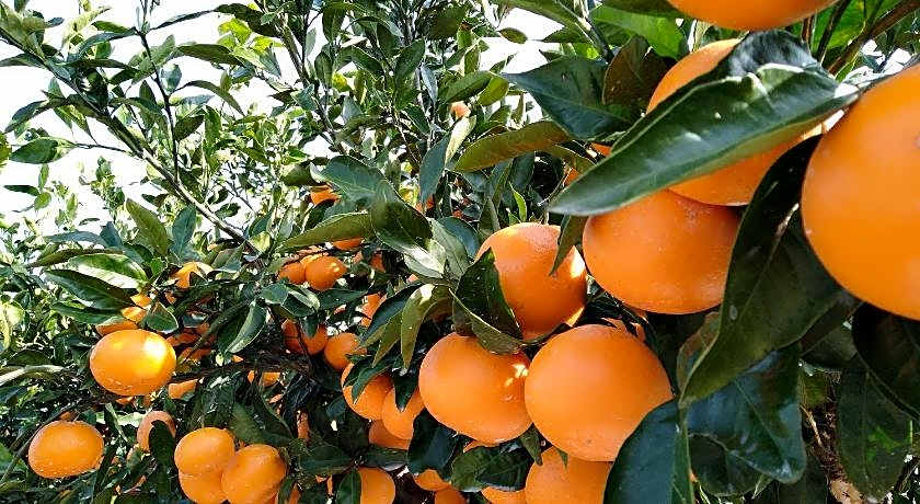 Slow Citi Guest House