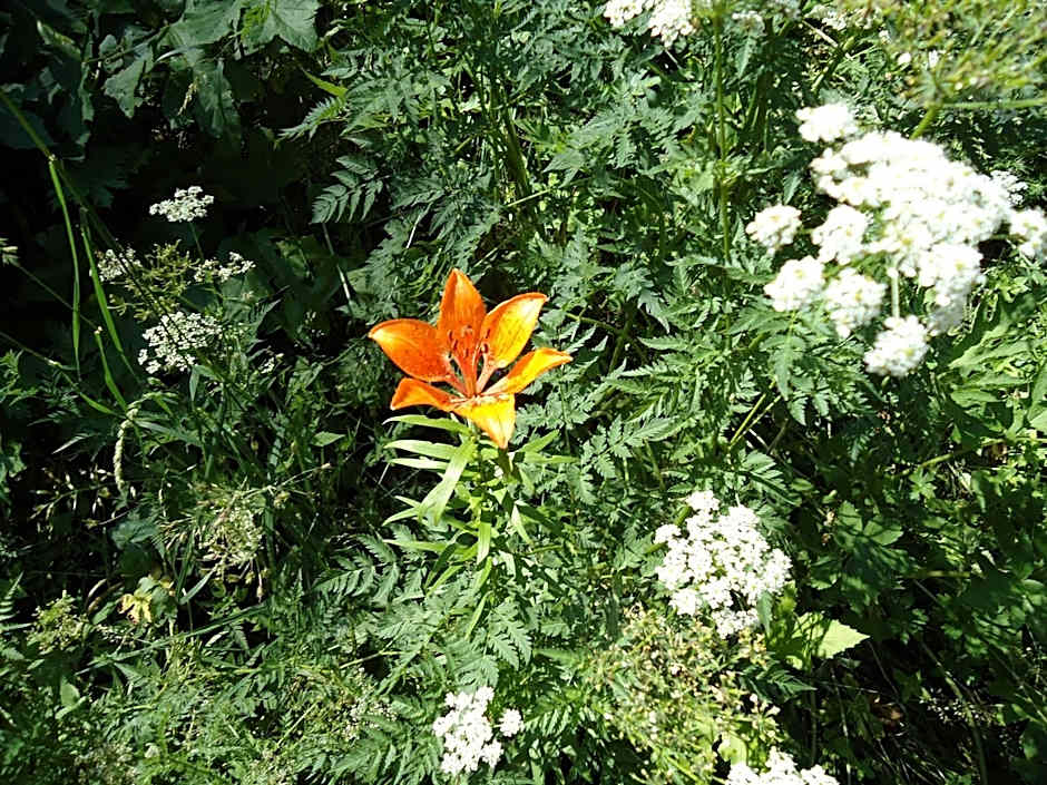 Hotel Pensione Dolomiti