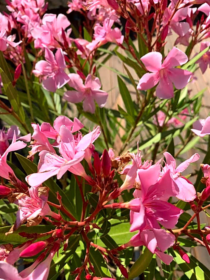 Villa Domitia Chambre d'Hôtes Luberon