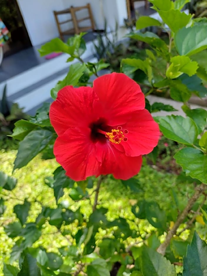 Happy Coconut Camiguin