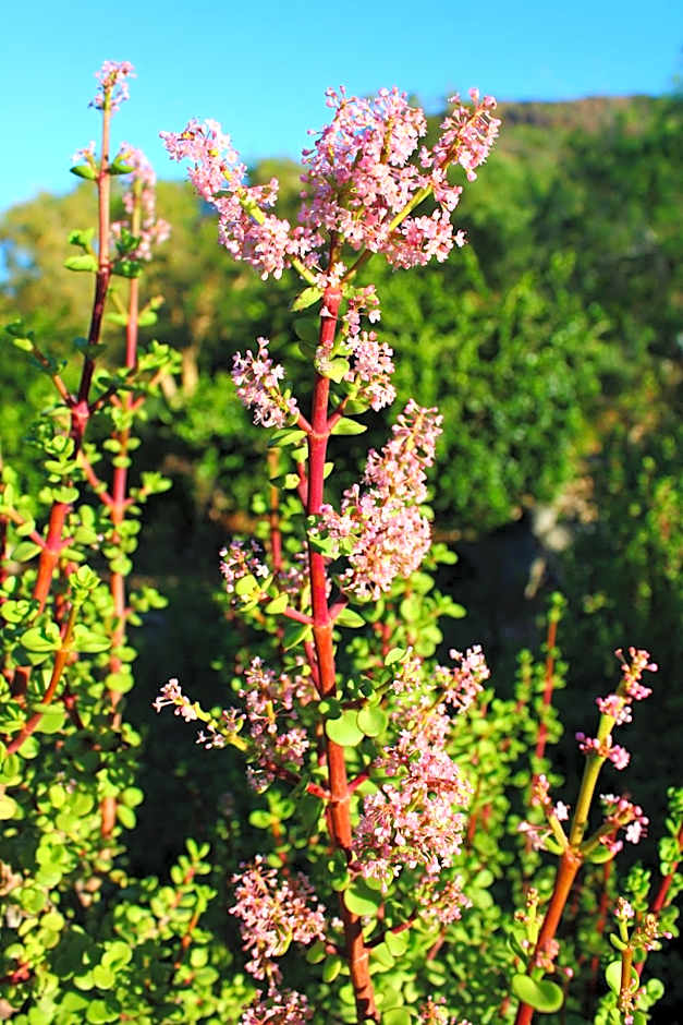 Bosch Luys Kloof Nature Reserve