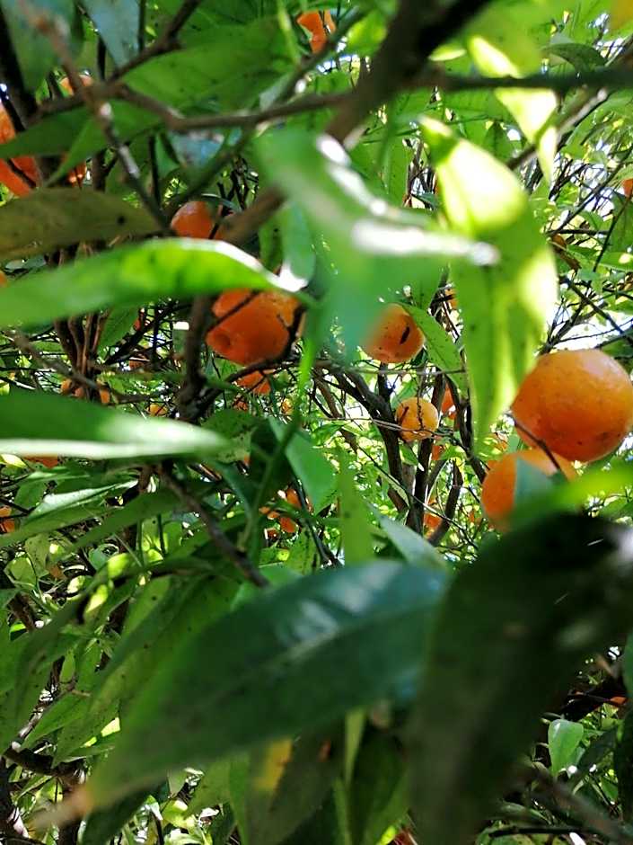 LUMIE DI SICILIA