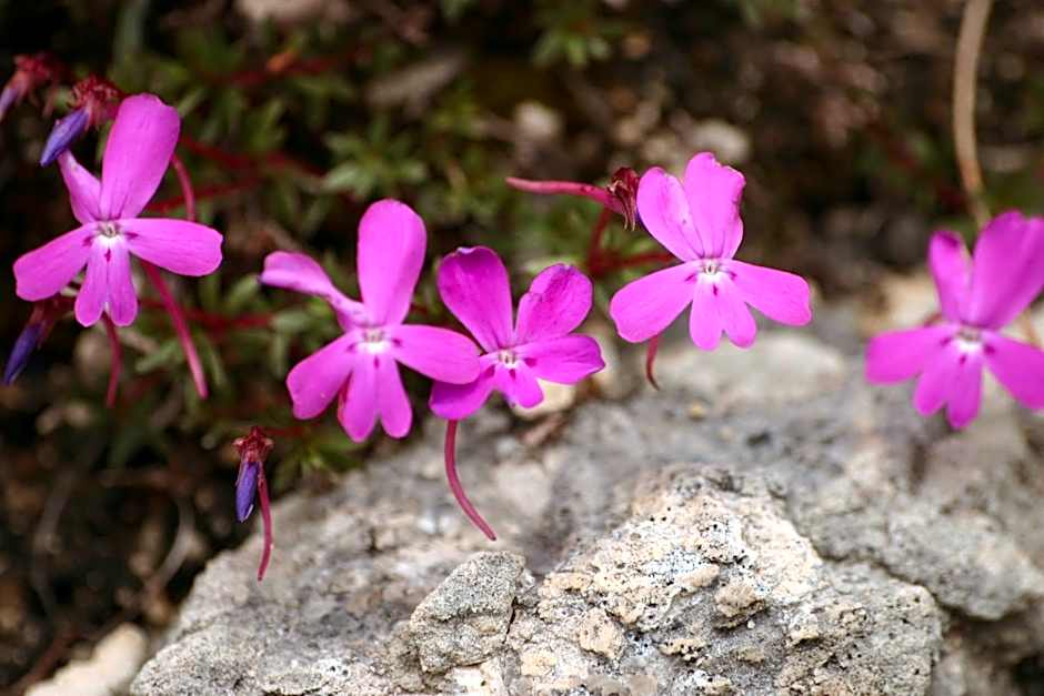Hospedería Río Zumeta Spa