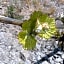 Weinhotel Hubertus Garni