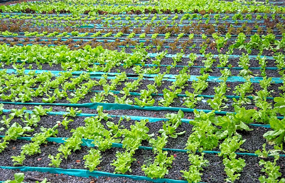 Hamilton Urban Farm Guest House