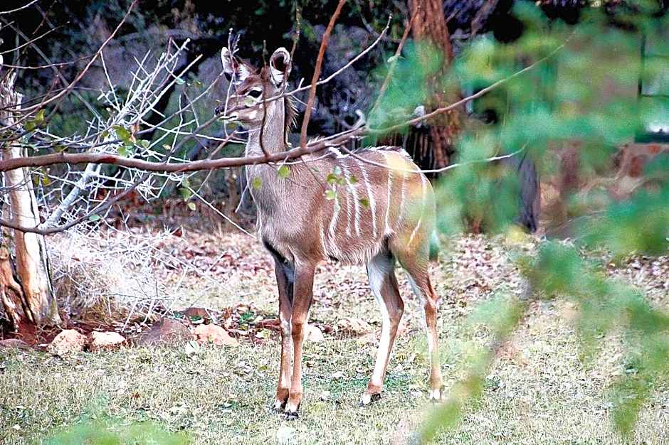Baluleni Safari Lodge