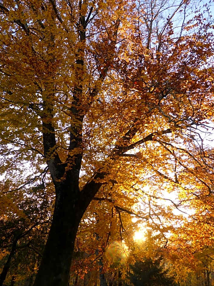 La Bouriotte, chambre d'hôtes Sycomore,