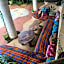 Distant Relatives Ecolodge & Backpackers