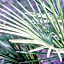 Georgia Palms & Gardens