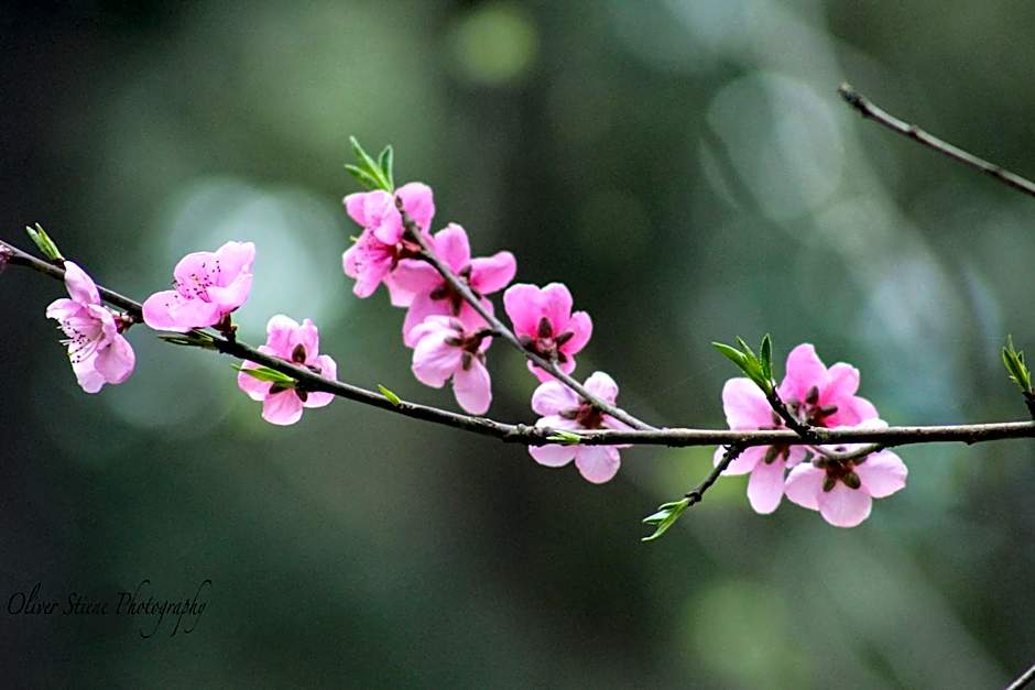 Tomah Retreat - Studio BREATHE with fireplace