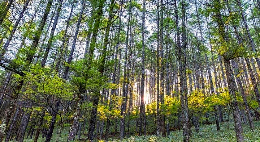 OYO 236 Penginapan Rumah Hijau