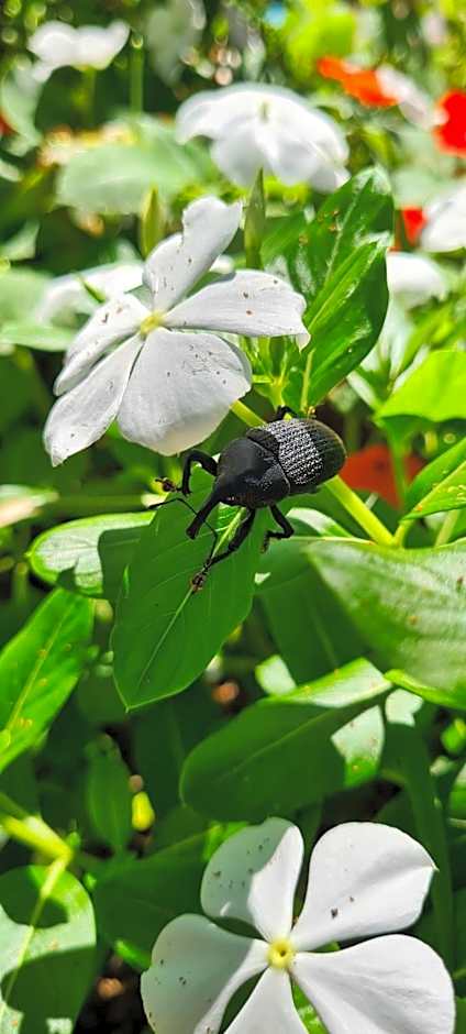 Pousada Areias do Embaú