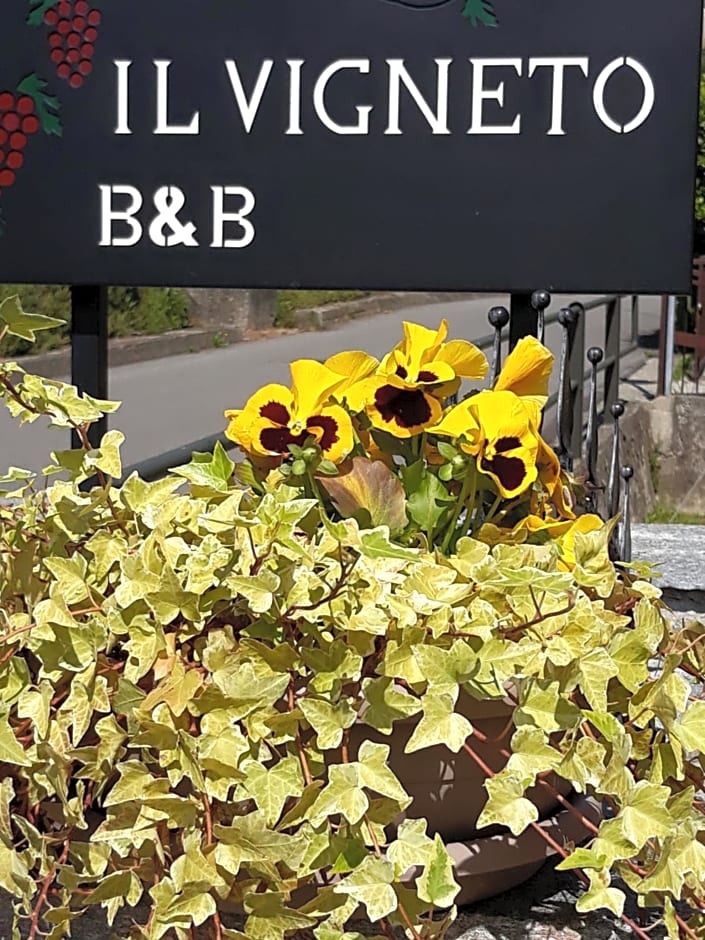 Il Vigneto