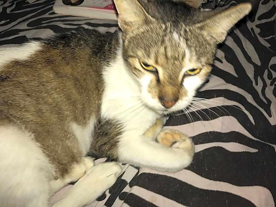 Paradise Beach Bungalows