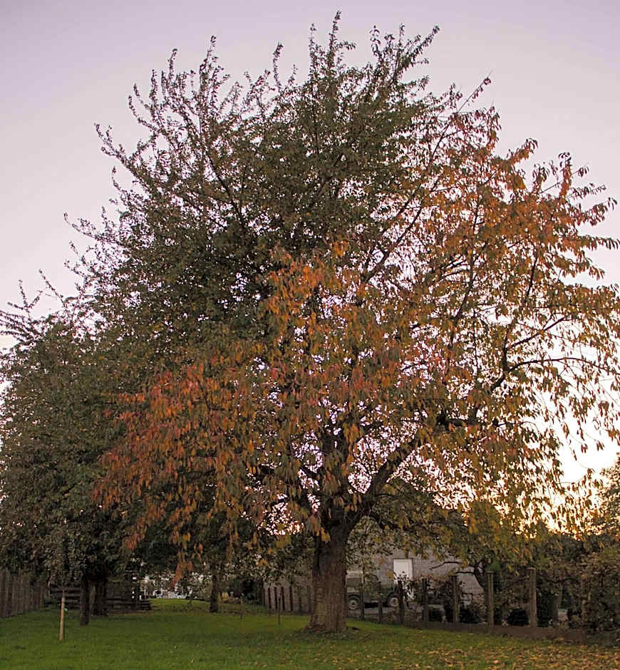 B&B Den Boomgaard Moorsel