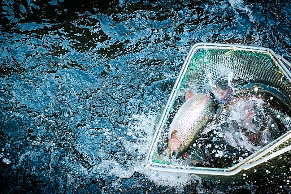 Lostrita - Pastravarie, Hotel & SPA