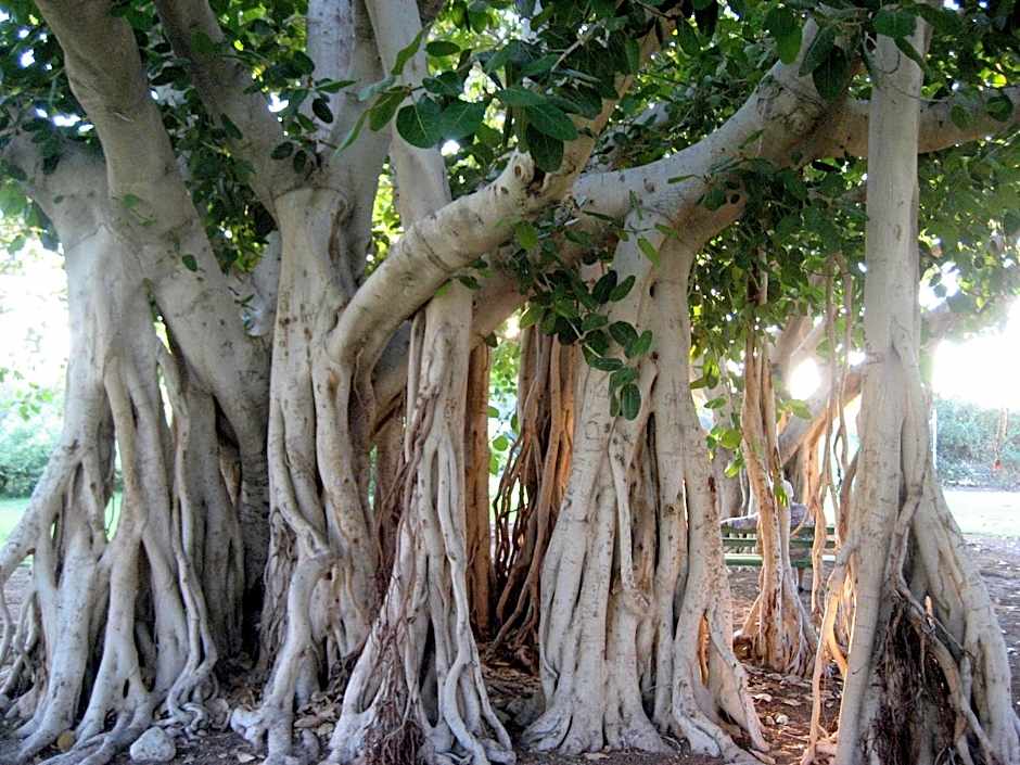 Ein Gedi Kibbutz Hotel