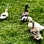 Athol Country Bed & Breakfast
