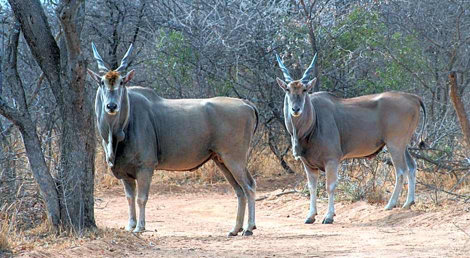 Ditholo Game Lodge Bela Bela