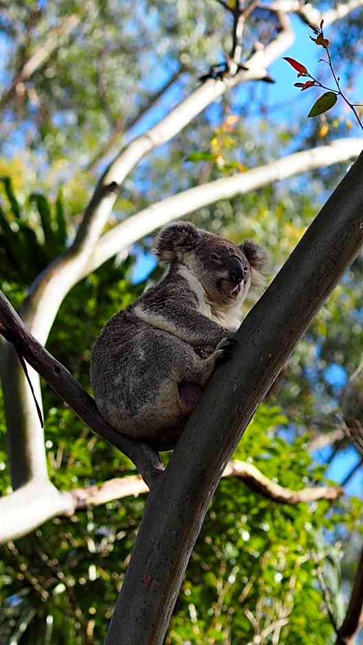 Nightcap Ridge - Byron Bay Hinterland