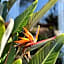 Hotel Casa Paradiso Guarujá