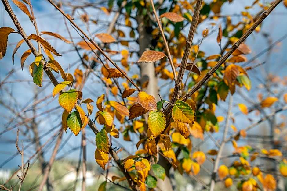 Hotel Rural El Castillejo - A 15 min de Ronda