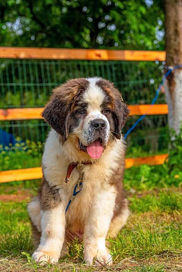 Alya Kartepe Villa Hotel