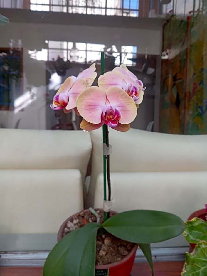 Hostal Posada del Maple