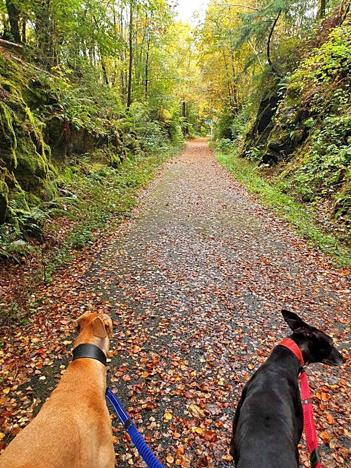 Achray House Restaurant with Rooms