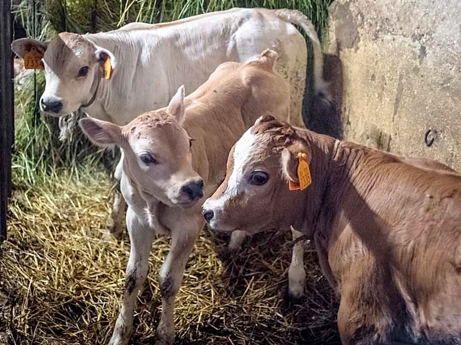 All'Ombra del Castello