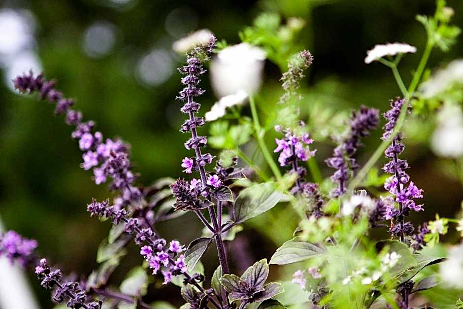 Hotell Gyllene Hornet