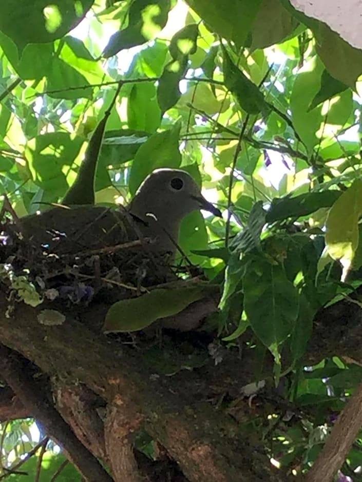 AmendoeirasHouse-SustainableLiving