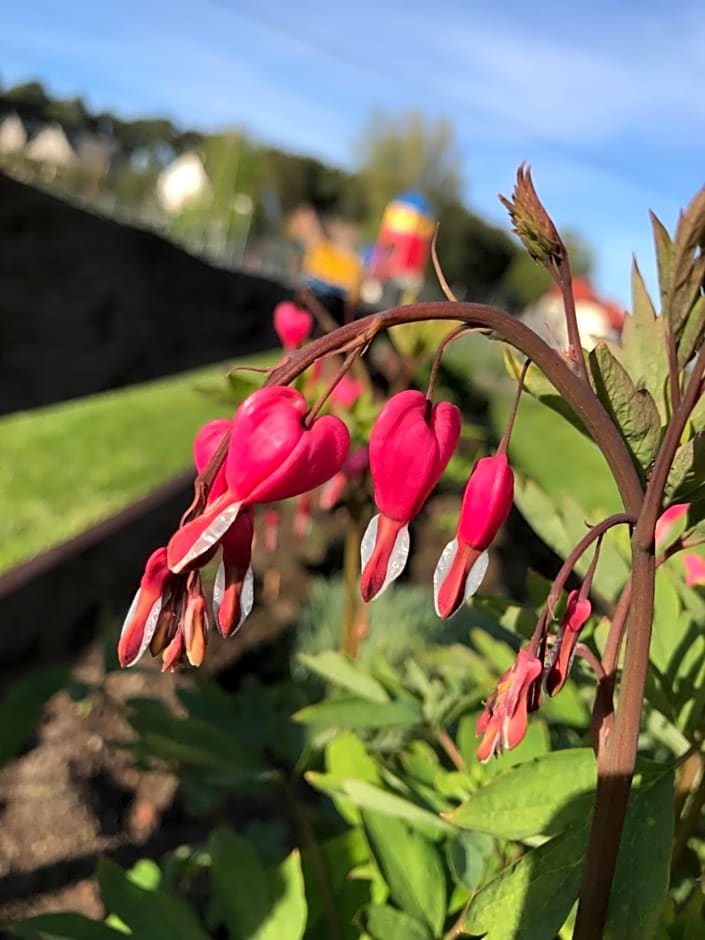 Domki letniskowe u Marty