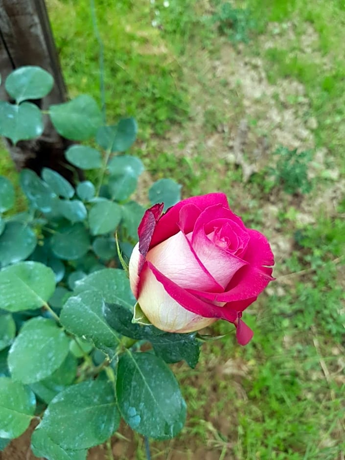 B&B La Damigiana Fioì