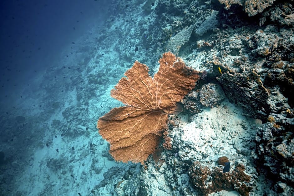 Endheri Sunset Dhangethi