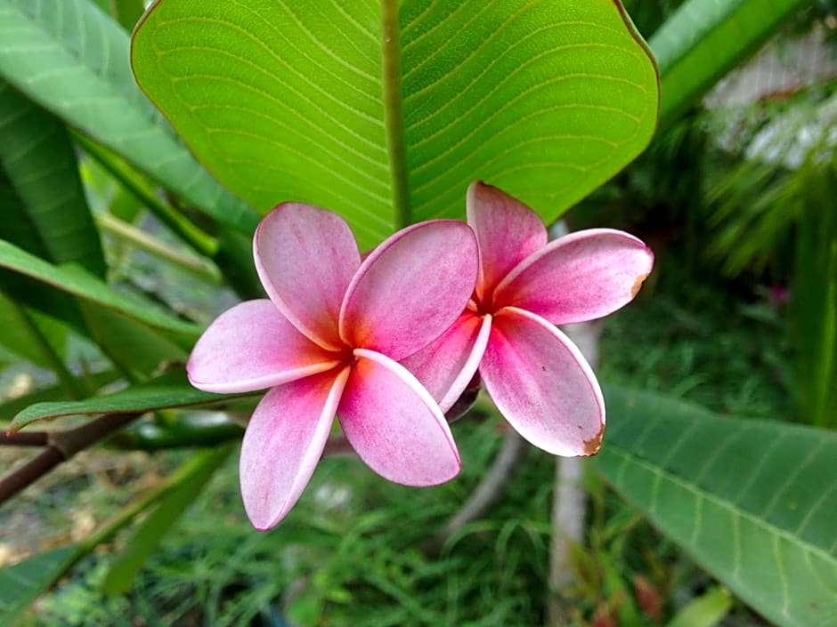 Chambre d'hôte Coeur-CoCo piscine