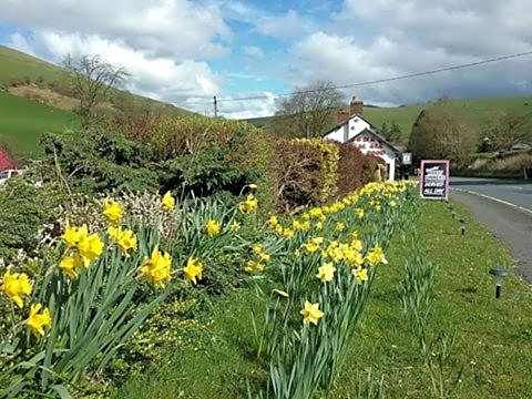 Llew Coch B&B formerly The Red Lion inn