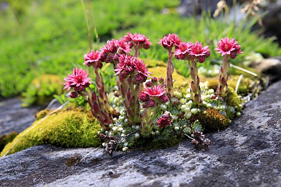 Wanderhotel Taurerwirt