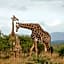 Rhino Ridge Safari Lodge