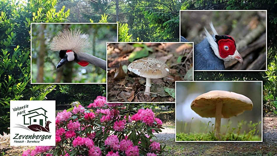 Vakantiepark Zevenbergen