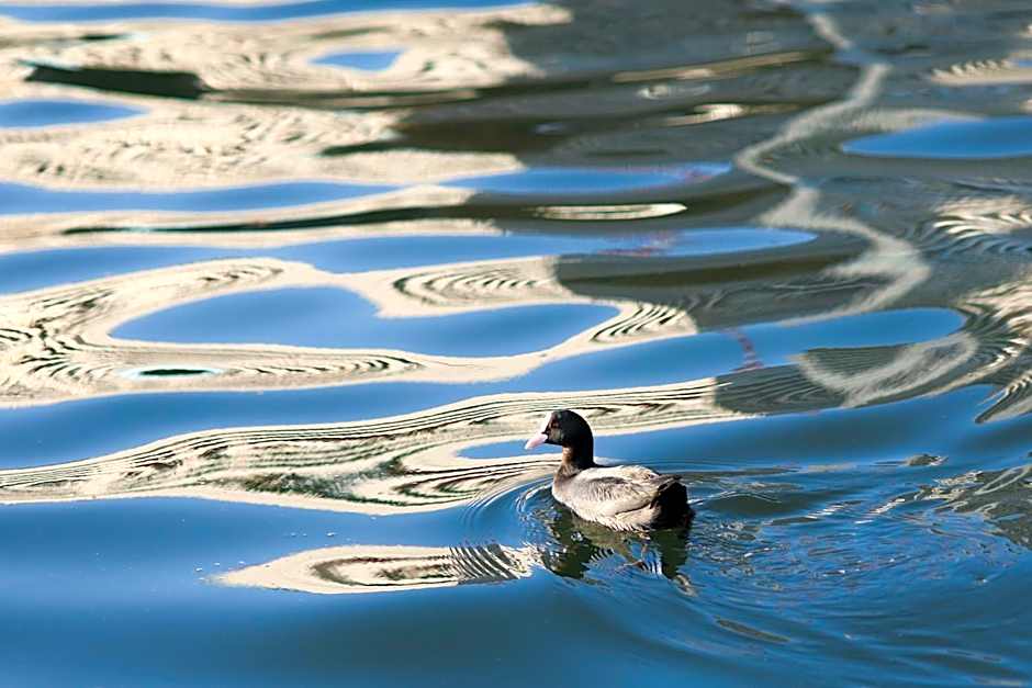 PETALS TOKYO - Floating Hotel
