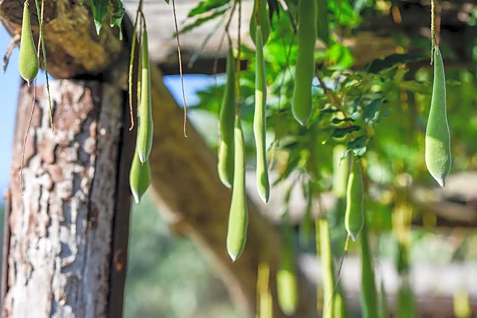 Casale San Martino – Laureana Cilento, UT