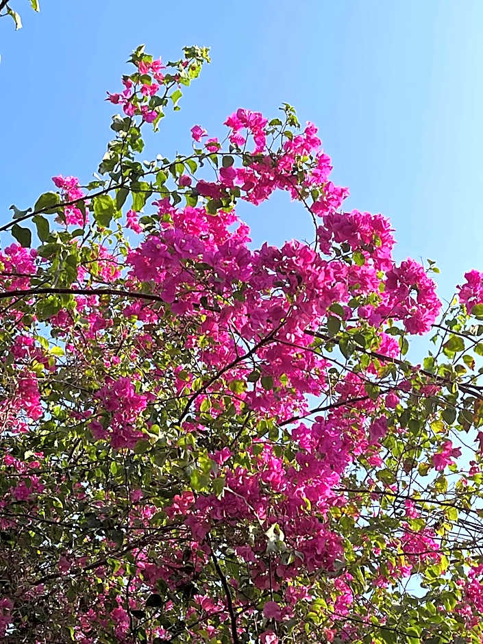 Green's Hostel Nungwi