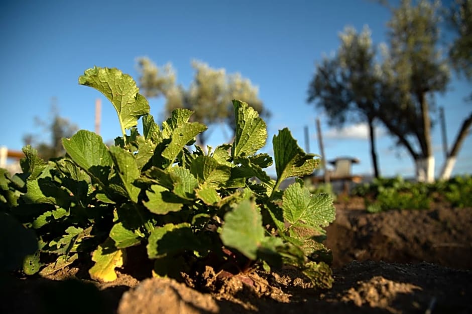 Hacienda Los Olivos, Valle de Guadalupe