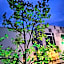 Hotel Platan