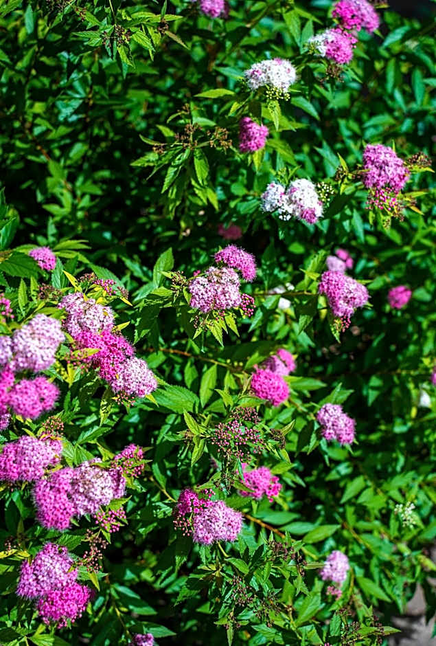 Villaggio Ca' Laguna