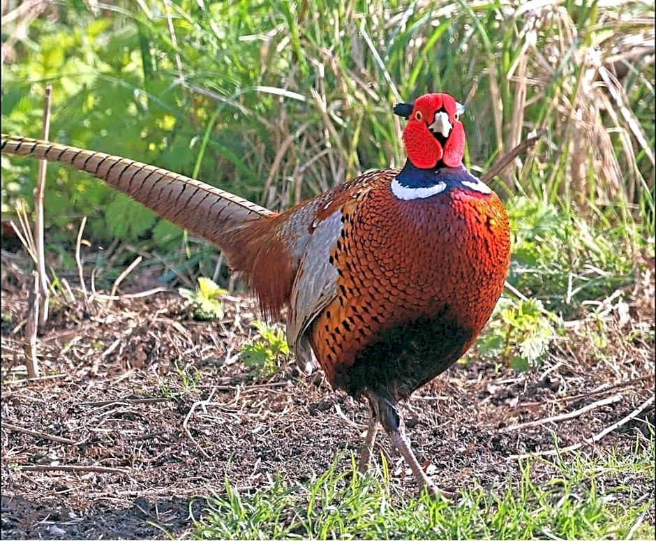 Goldcrest 3-Hot Tub-Woodland Lodges-Carmarthenshire-Tenby