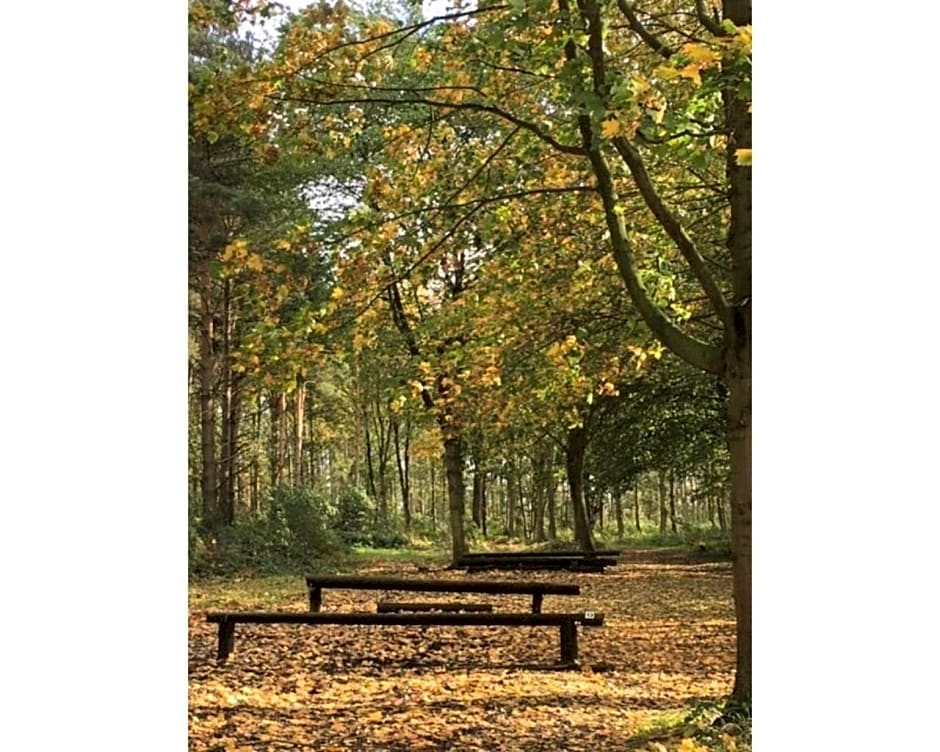 Hollicarrs - Woodland Lodge